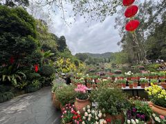 -深圳仙湖植物园