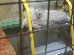 -猫咪博物馆(顶澳仔猫街店)