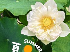 -莲花池公园
