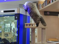 -喵园·猫主题咖啡厅·撸猫·猫咖(国贸店)