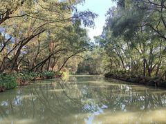 -大湾区中央湿地公园