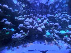 -太平洋海底世界