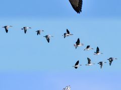 -野鸭湖国家湿地公园