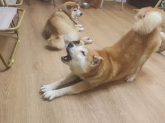 -是阿柴呀！柴犬咖啡·爱喵喵猫咖