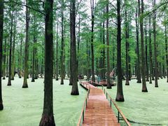 -渌洋湖湿地公园