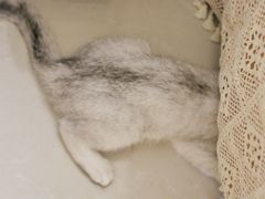 -瑞派名望24h动物医院异宠专科·猫专科·骨科·重症监护分院