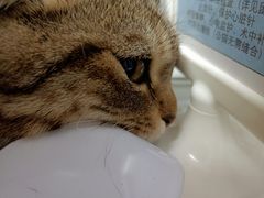 -关爱宠物医院·猫科中心·消化科(滨湖万达分院)