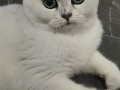 -东方名猫馆·英短金渐层布偶猫舍(环线广场1号楼店)