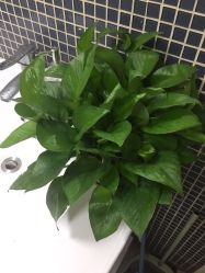 -久匠半永久纹眉