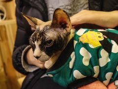 -猫色咖啡·猫咖