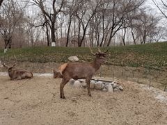 -北京野生动物园