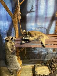 -酷嗒动物文化乐园(cutezoo西溪乐天城店)