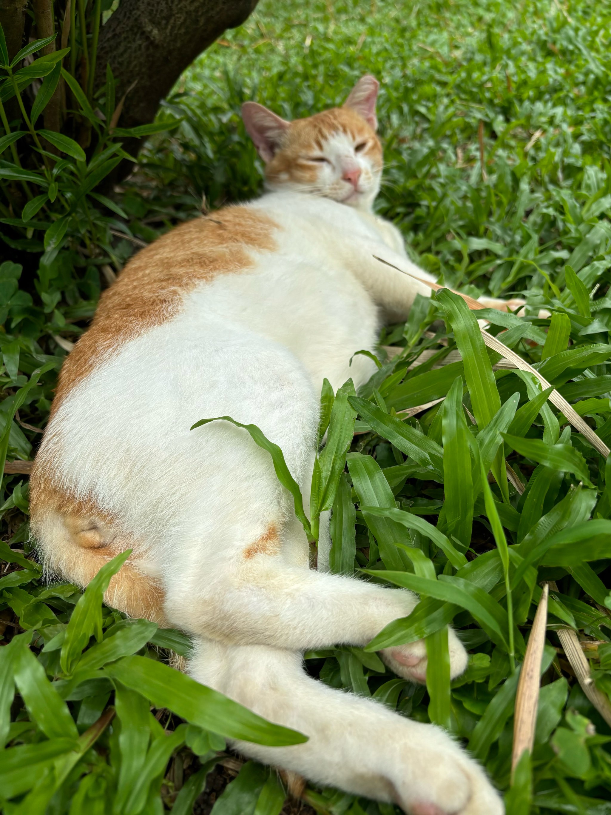 海城市小肥猪图片