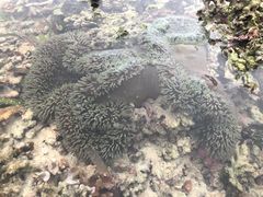 -纳卢苏安岛