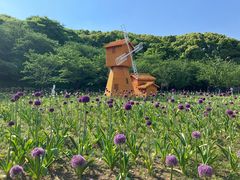 -苏州上方山国家森林公园