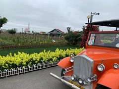 -荷兰花海