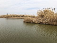 -宁波杭州湾国家湿地公园