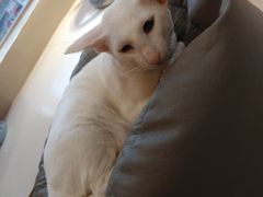 -飞行喵MR PILOT|猫舍·猫咖(静安大融城店)