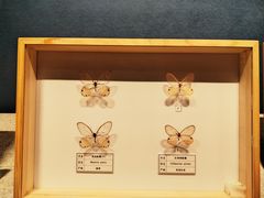 -四川宋瓷博物馆