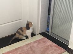 -宠颐生嘉德动物医院