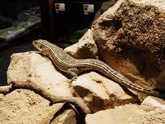 -帕帕拉兹宠物(亚洲旗舰店)