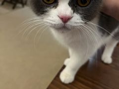 -猫友咖啡店(玉林西路店)