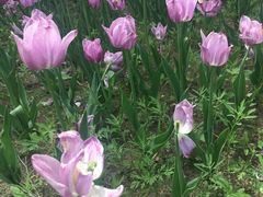 -长春公园(普阳街道)