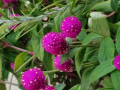 -证大大拇指广场(芳甸路店)