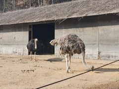 -沈阳森林动物园
