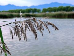 -野鸭湖国家湿地公园