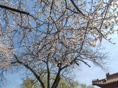 -桃花堤公园