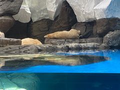 -海合安武汉极地海洋公园