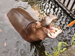 -海南热带野生动植物园