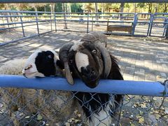 -长白岛森林公园