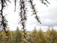 -塞罕坝国家级自然保护区