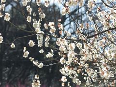 -杭州植物园