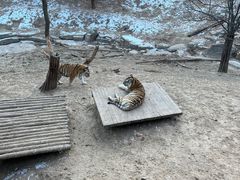 -大连森林动物园