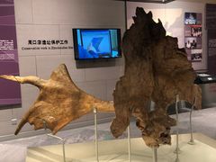 -北京周口店北京人遗址博物馆