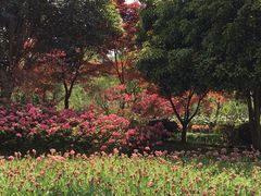 -上海鲜花港