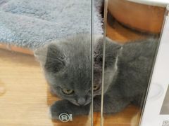 -龟与熊猫宠物公园(南坪店)