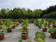 -莲花池公园