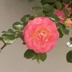 -凡碧诗毛孔收细