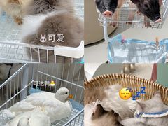 -怪兽屋·羊驼·猫咖·狗咖(俊华广场店)