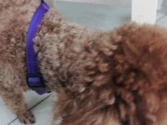 -爱侣宠医·鹦鹉专科·小型哺乳类·异宠专科(灵石路店)