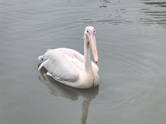 -上海野生动物园