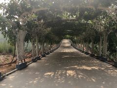 -北京张裕爱斐堡酒庄