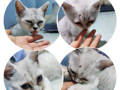 -喵的天空名猫咖啡馆·撸猫·猫舍·用品