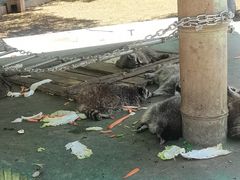 -秦皇岛野生动物园