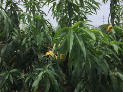 -南汇新场正宗水蜜桃采摘