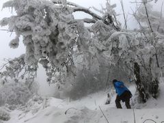 -五营红松林海景区